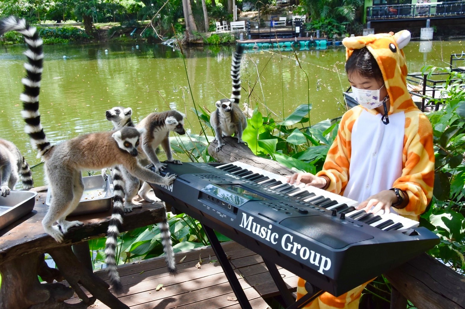 泰國動物園傳出樂聲　少女彈鋼琴伴動物